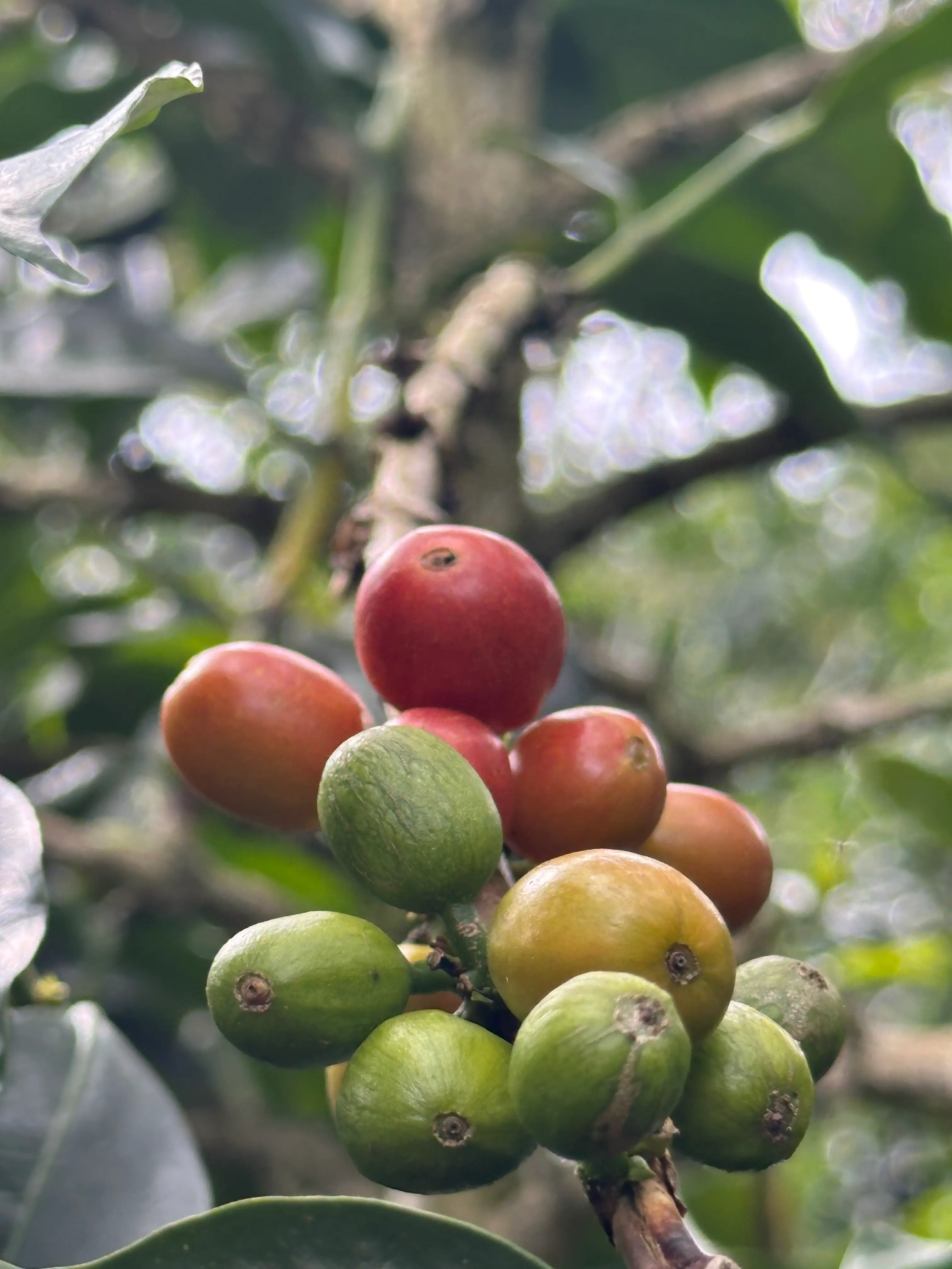 Muestras de café en distintas etapas organizadas junto a información de lote y origen