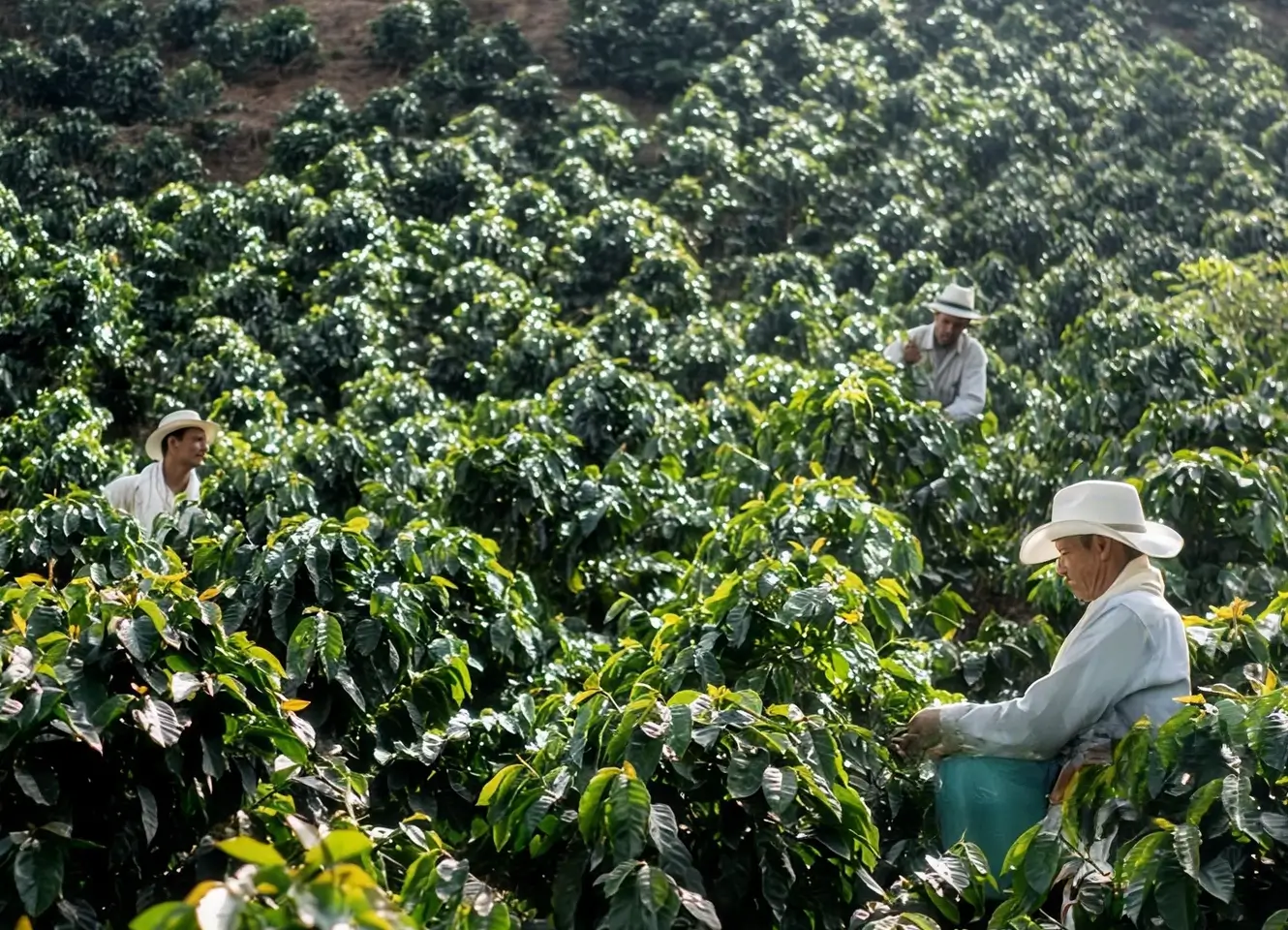 Recolectora de café trabajando entre cafetos maduros en una finca colombiana